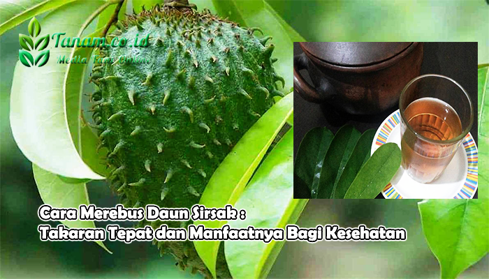  Cara  Merebus  Daun  Sirsak Takaran Tepat dan Manfaatnya 