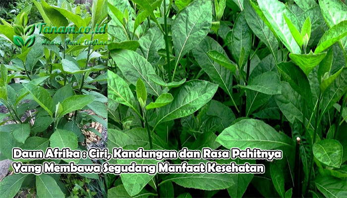 Daun Afrika : Ciri, Kandungan dan Rasa Pahitnya Yang Membawa Segudang Manfaat Kesehatan