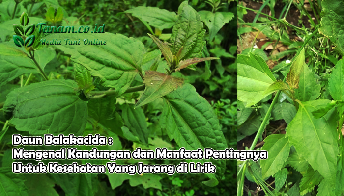 Daun Balakacida : Mengenal Kandungan dan Manfaat Penting Untuk Kesehatannya Yang Jarang di Lirik