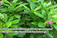 Daun Ginseng Jawa : Morfologi, Kandungan Senyawa dan Mengenal Manfaat Untuk Kesehatannya