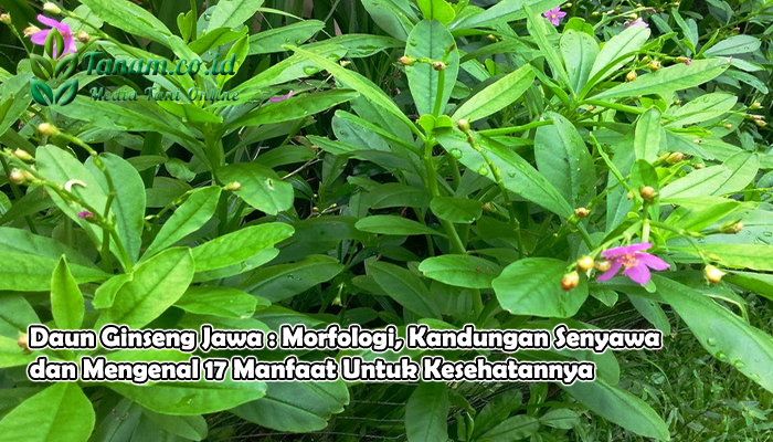 Daun Ginseng Jawa : Morfologi, Kandungan Senyawa dan Mengenal Manfaat Untuk Kesehatannya