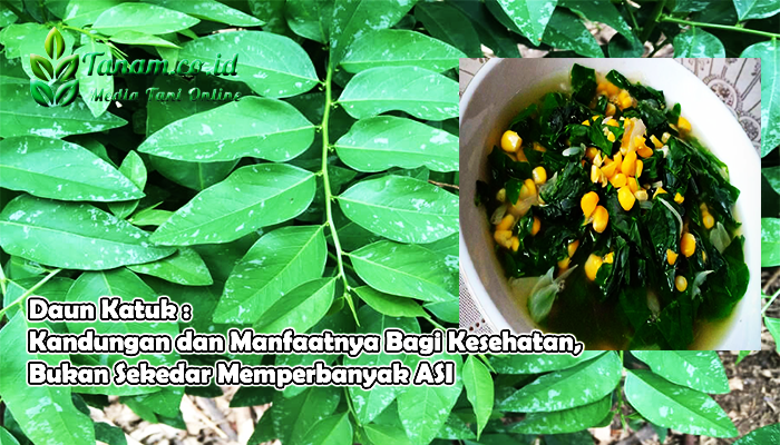 Daun Katuk : Kandungan dan Manfaatnya Bagi Kesehatan, Bukan Sekedar Memperbanyak ASI