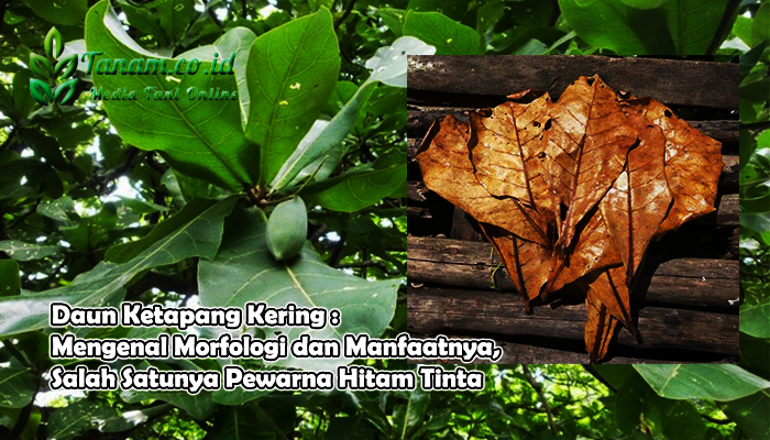 Daun Ketapang Kering : Mengenal Morfologi dan Manfaatnya, Salah Satunya Pewarna Hitam Tinta