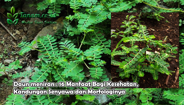 Daun meniran : 16 Manfaat Bagi Kesehatan, Kandungan Senyawa dan Morfologinya