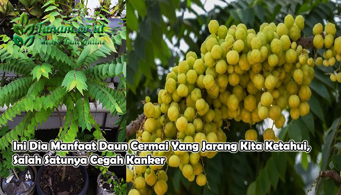 Ini Dia Manfaat Daun Cermai Yang Jarang Kita Ketahui, Salah Satunya Cegah Kanker