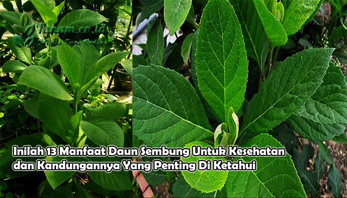 Inilah 13 Manfaat Daun Sembung Untuk Kesehatan dan Kandungannya Yang Penting Di Ketahui