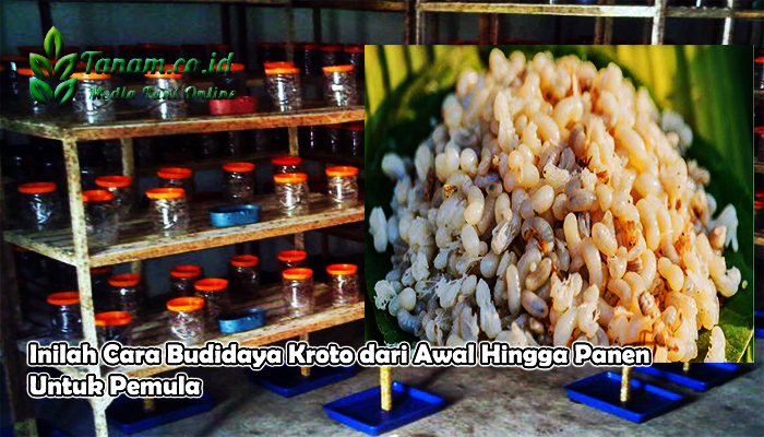 Inilah Cara Budidaya Kroto dari Awal Hingga Panen Untuk Pemula