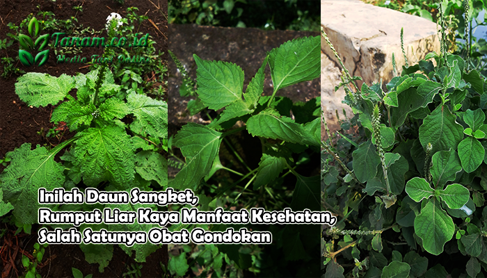 Inilah Daun Sangket, Rumput Liar Kaya Manfaat Kesehatan, Salah Satunya Obat Gondokan