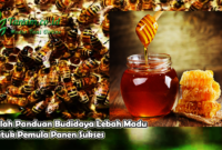Inilah Panduan Budidaya Lebah Madu Untuk Pemula Panen Sukses