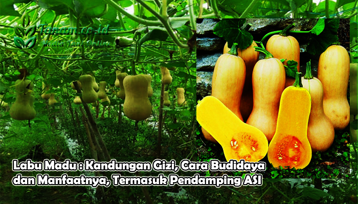 Labu Madu : Kandungan Gizi, Cara Budidaya dan Manfaatnya, Termasuk Pendamping ASI