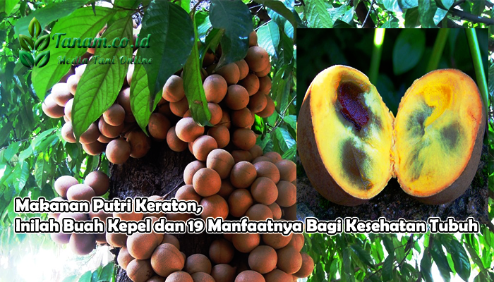 Makanan Putri Keraton, Inilah Buah Kepel dan 19 Manfaatnya Bagi Kesehatan Tubuh