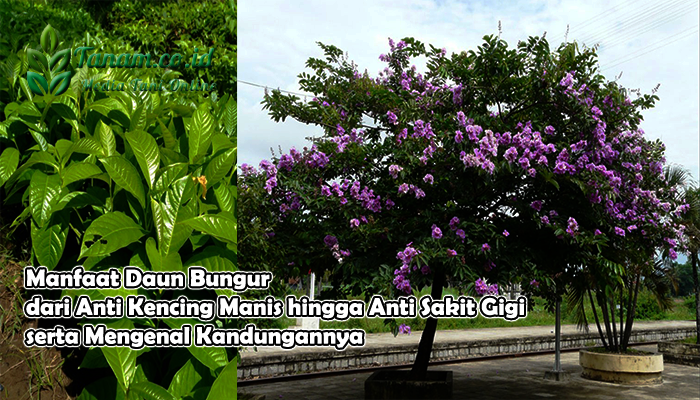 Manfaat Daun Bungur dari Anti Kencing Manis hingga Anti Sakit Gigi serta Mengenal Kandungannya