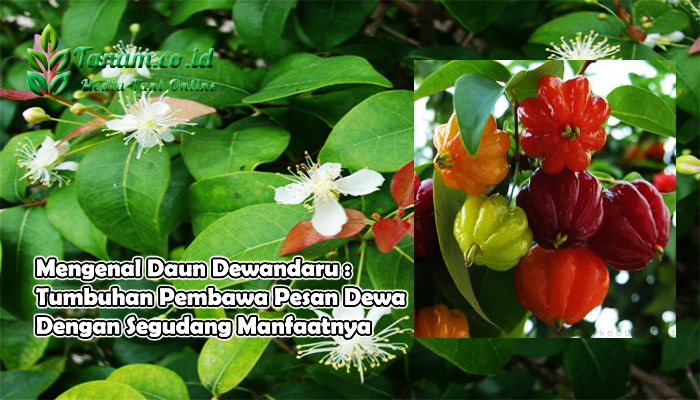 Mengenal Daun Dewandaru : Tumbuhan Pembawa Pesan Dewa Dengan Segudang Manfaatnya