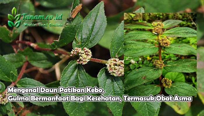 Mengenal Daun Patikan Kebo, Gulma Bermanfaat Bagi Kesehatan, Termasuk Obat Asma