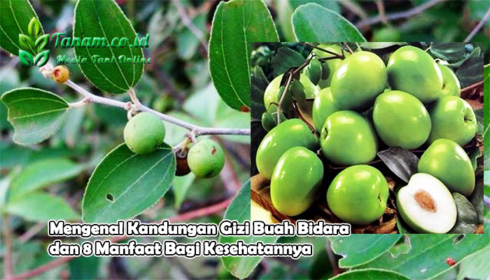 Mengenal Kandungan Gizi Buah Bidara dan 8 Manfaat Bagi Kesehatannya