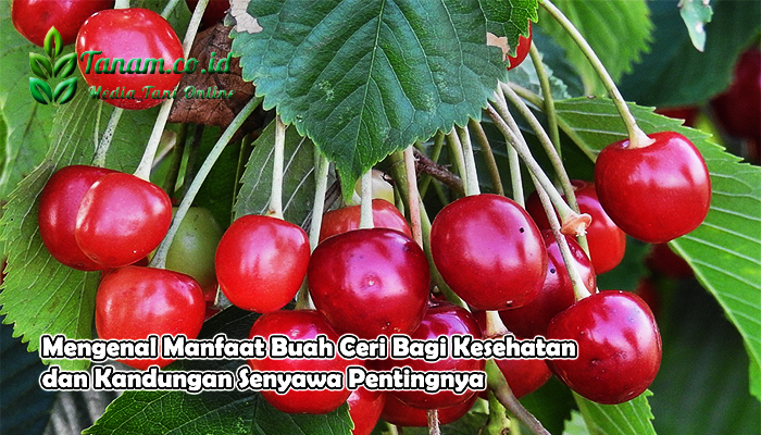 Mengenal Manfaat Buah Ceri Bagi Kesehatan dan Kandungan Senyawa Pentingnya