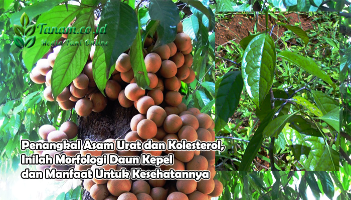 Penangkal Asam Urat dan Kolesterol, Inilah Morfologi Daun Kepel dan Manfaat Untuk Kesehatannya