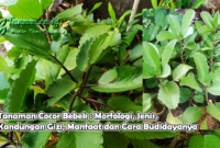 Tanaman Cocor Bebek : Morfologi, Jenis, Kandungan Gizi, Manfaat dan Cara Budidayanya