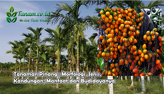 Tanaman Pinang : Morfologi, Jenis, Kandungan, Manfaat dan Budidayanya