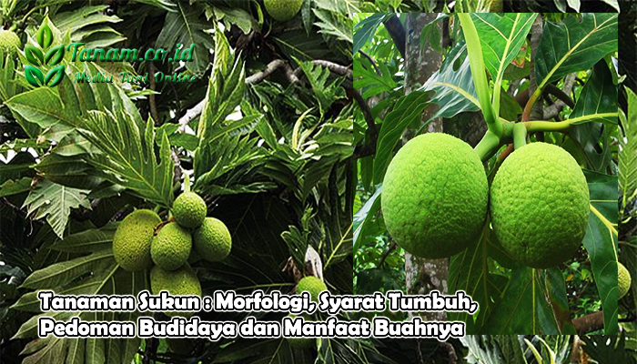 Tanaman Sukun : Morfologi, Syarat Tumbuh, Pedoman Budidaya dan Manfaat Buahnya