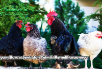Ayam Buras : Jenis dan Teknik Pemeliharaannya