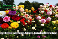 Bunga Dahlia : Morfologi, Sejarah, Jenis dan Manfaatnya