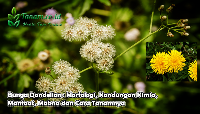 Bunga Dandelion : Morfologi, Kandungan Kimia, Manfaat, Makna dan Cara Tanamnya