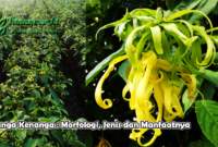 Bunga Kenanga : Morfologi, Jenis dan Manfaatnya