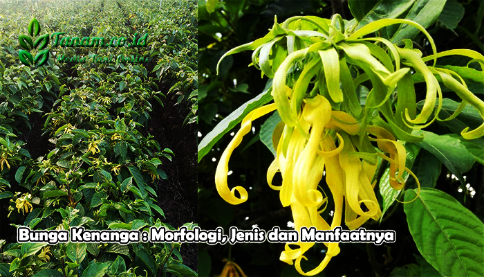 Bunga Kenanga : Morfologi, Jenis dan Manfaatnya