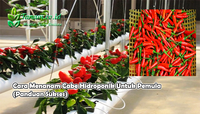 Cara Menanam Cabe Hidroponik Untuk Pemula (Panduan Sukses)
