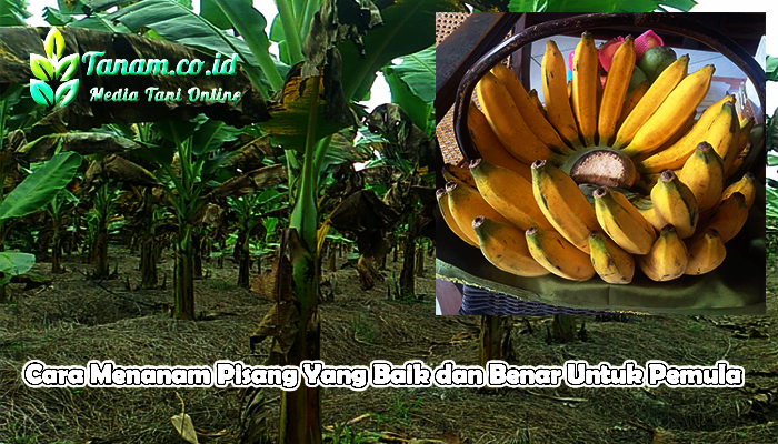  Cara Menanam Pisang  Yang Baik dan Benar Untuk Pemula