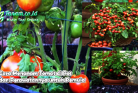 Cara Menanam Tomat di Pot dan Perawatannya untuk Pemula