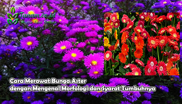 Cara Merawat Bunga Aster dengan Mengenal Morfologi dan Syarat Tumbuhnya