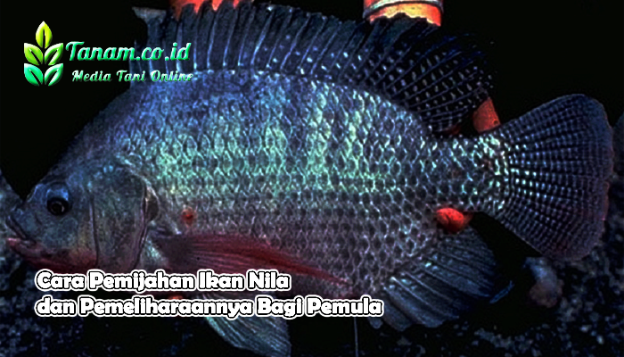 Cara Pemijahan Ikan Nila dan Pemeliharaannya Bagi Pemula