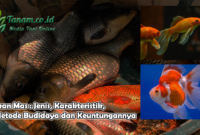 Ikan Mas : Jenis, Karakteristik, Metode Budidaya dan Keuntungannya