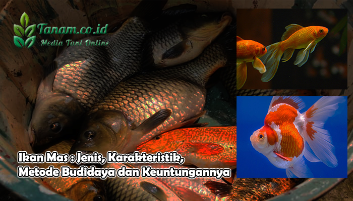 Ikan Mas : Jenis, Karakteristik, Metode Budidaya dan Keuntungannya