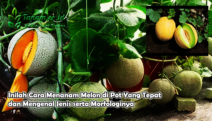 Inilah Cara Menanam Melon di Pot Yang Tepat dan Mengenal Jenis serta Morfologinya