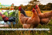 Inilah Jenis Jenis Ayam di Indonesia dan Keunggulannya