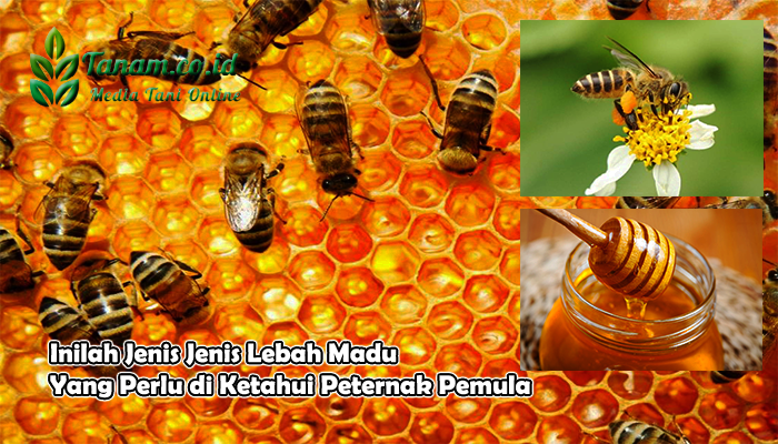 Inilah Jenis Jenis Lebah Madu Yang Perlu di Ketahui Peternak Pemula