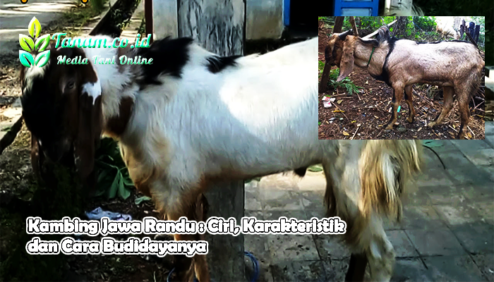 Kambing Jawa Randu : Ciri, Karakteristik dan Cara Budidayanya
