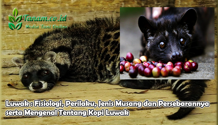 Luwak dan Persebarannya