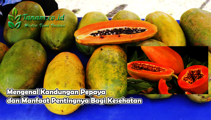 Mengenal Kandungan Pepaya dan Manfaat Pentingnya Bagi Kesehatan