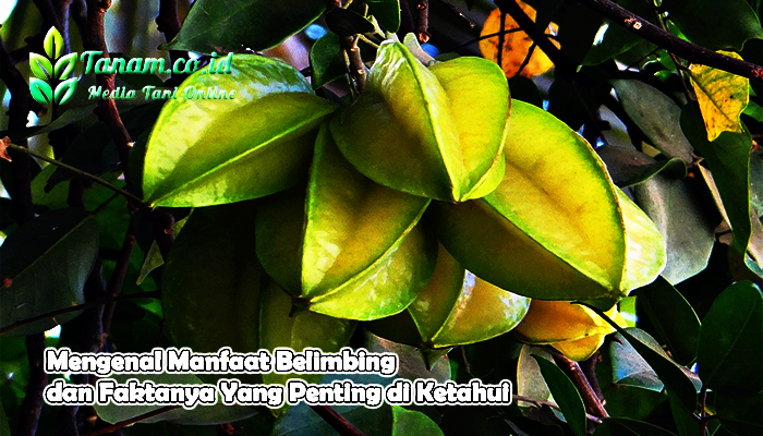 Mengenal Manfaat Belimbing dan Faktanya Yang Penting di Ketahui
