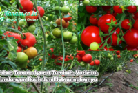 Pohon Tomat : Syarat Tumbuh, Varietas, Kandungan Buah dan Efek sampingnya
