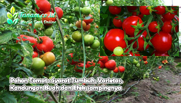 Pohon Tomat : Syarat Tumbuh, Varietas, Kandungan Buah dan Efek sampingnya