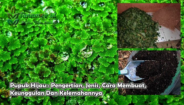 Pupuk Hijau : Pengertian, Jenis, Cara Membuat, Keunggulan Dan Kelemahannya