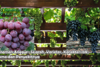 Tanaman Anggur : Sejarah, Varietas, Karakteristik, Hama dan Penyakitnya