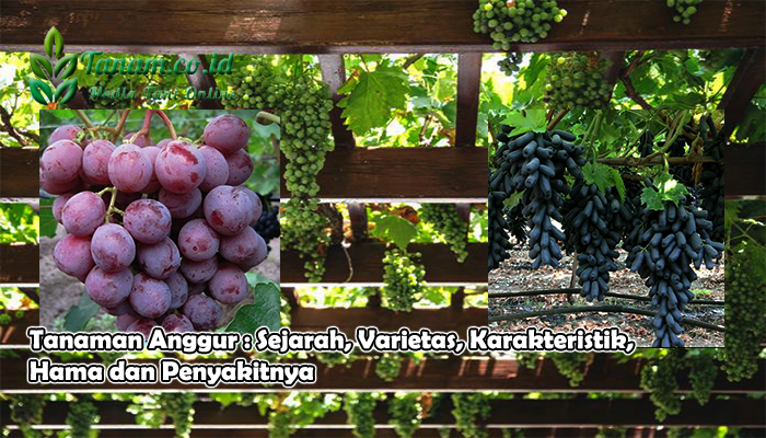 Tanaman Anggur : Sejarah, Varietas, Karakteristik, Hama dan Penyakitnya