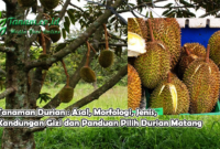 Tanaman Durian : Asal, Morfologi, Jenis, Kandungan Gizi dan Panduan Pilih Durian Matang