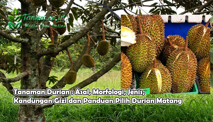 Tanaman Durian : Asal, Morfologi, Jenis, Kandungan Gizi dan Panduan Pilih Durian Matang